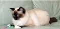 /album/kitty/kitty-2014042101-jpg/